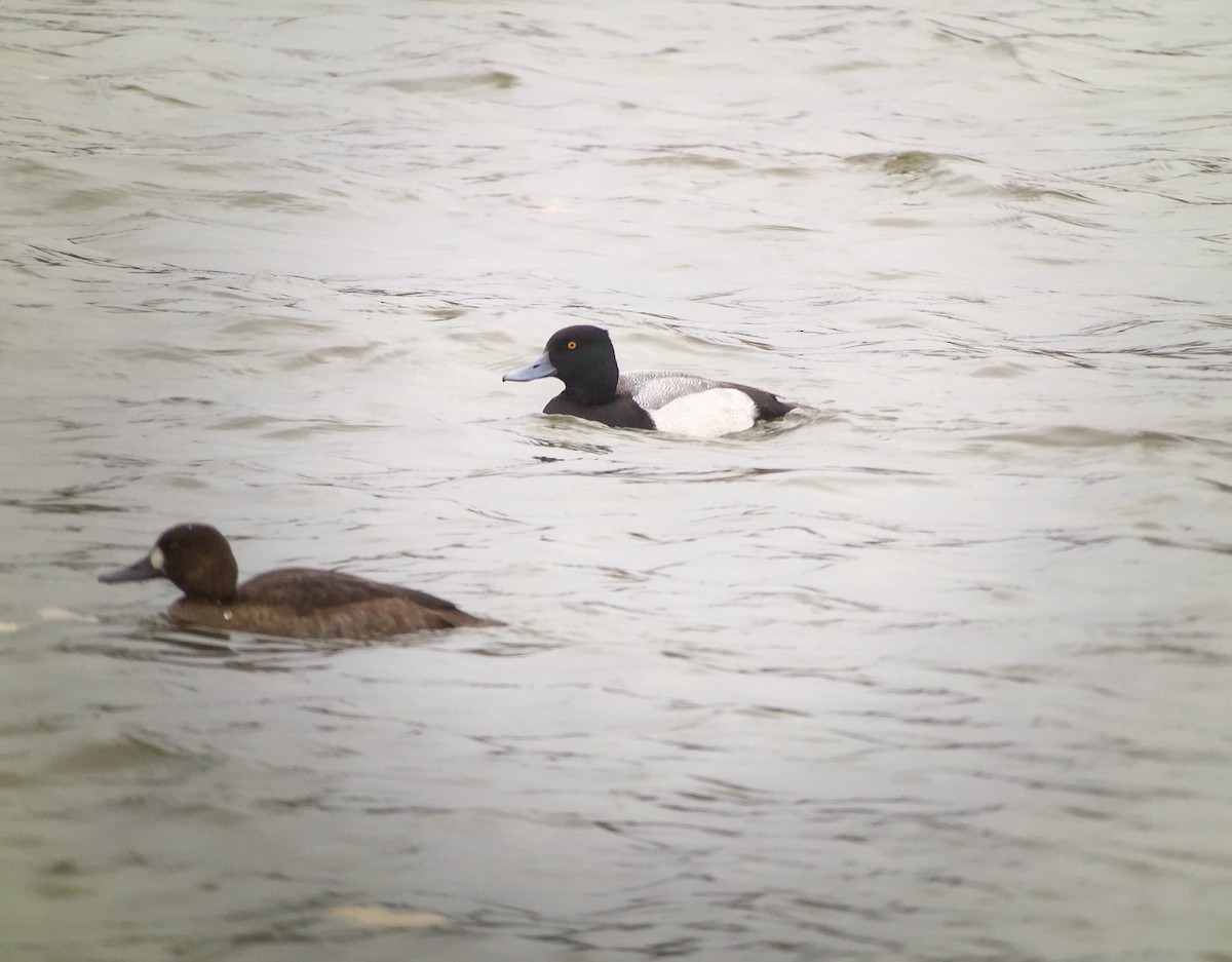 Greater Scaup - Stuart Malcolm