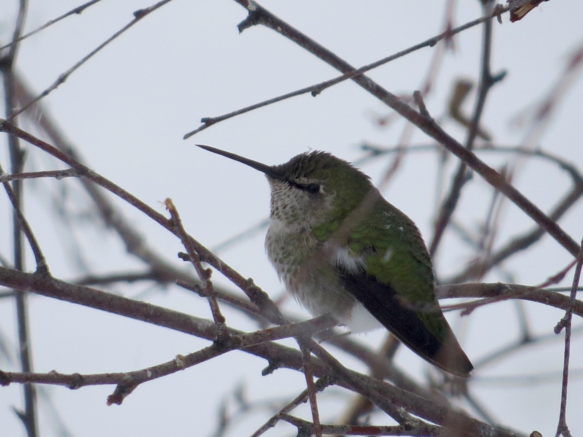 Anna's Hummingbird - ML74660531