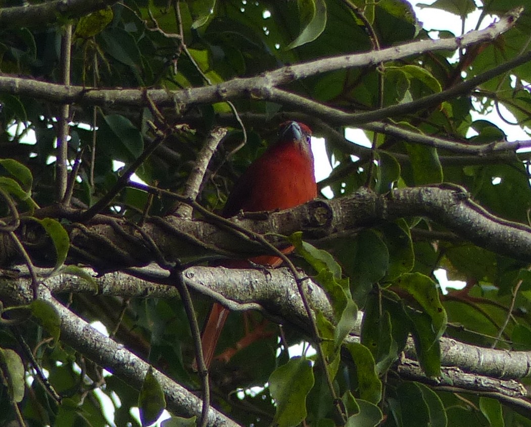 Hepatic Tanager - ML74661571