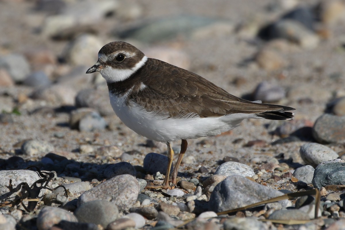 Semipalmated Plover - Peter Crosson