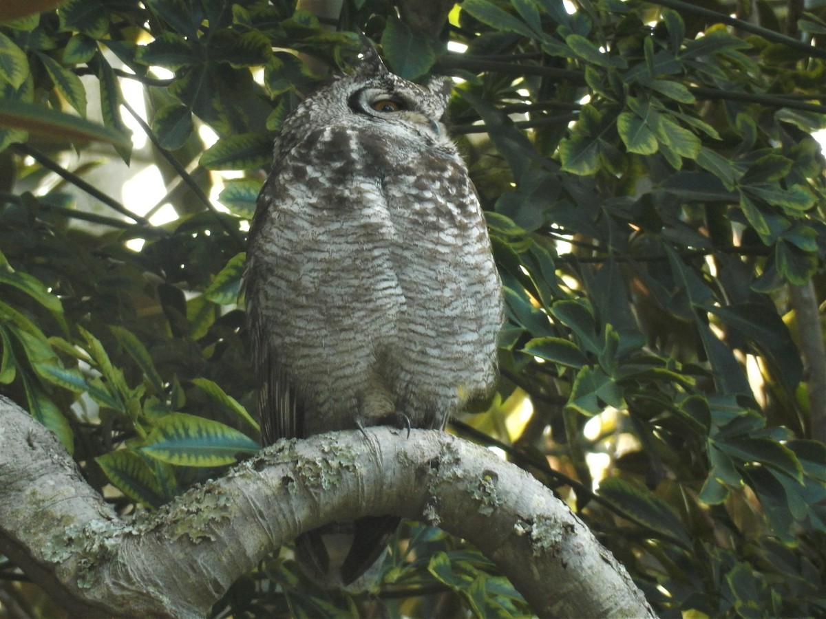 Spotted Eagle-Owl - ML74665051