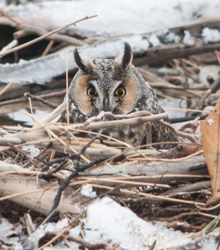 Long-eared Owl - Eric Ripma