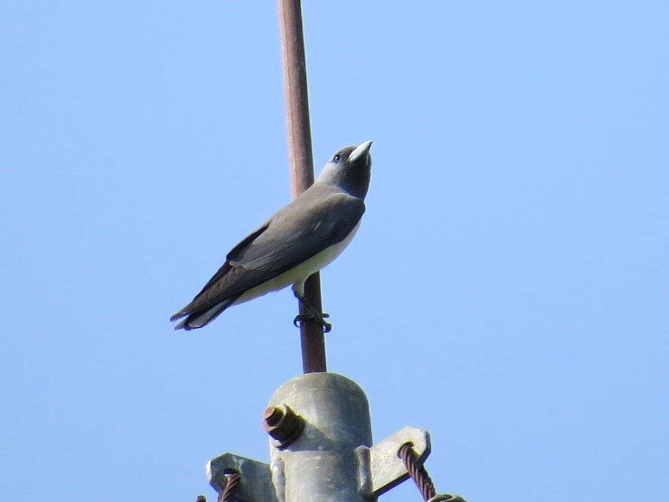 White-breasted Woodswallow - André Weiss