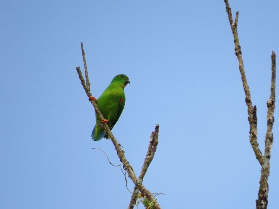 Sulawesi Hanging-Parrot - André Weiss