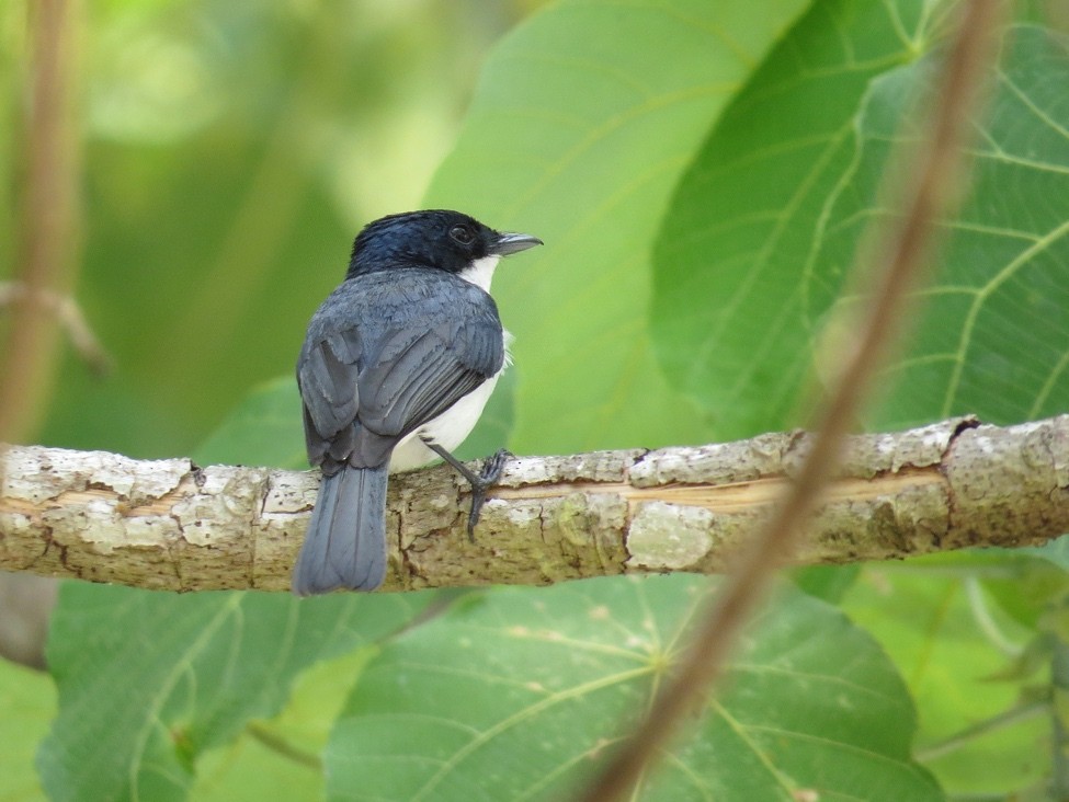 Moluccan Flycatcher - Myiagra galeata - Birds of the World