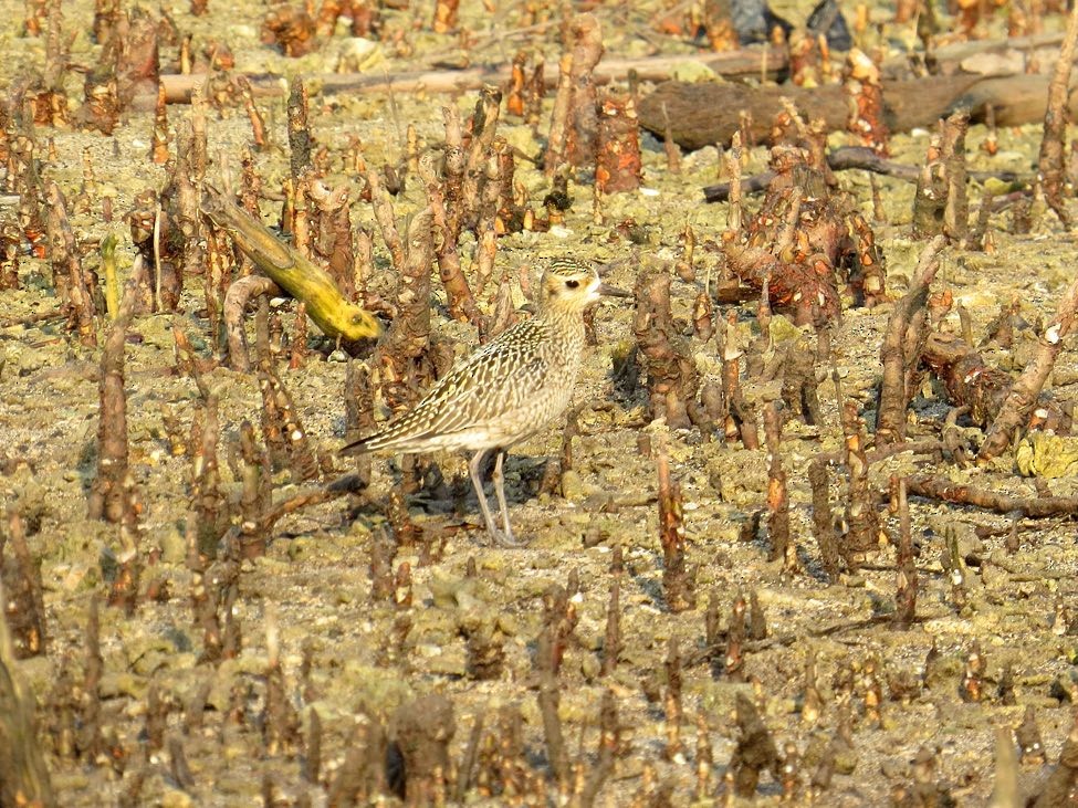 Pacific Golden-Plover - André Weiss