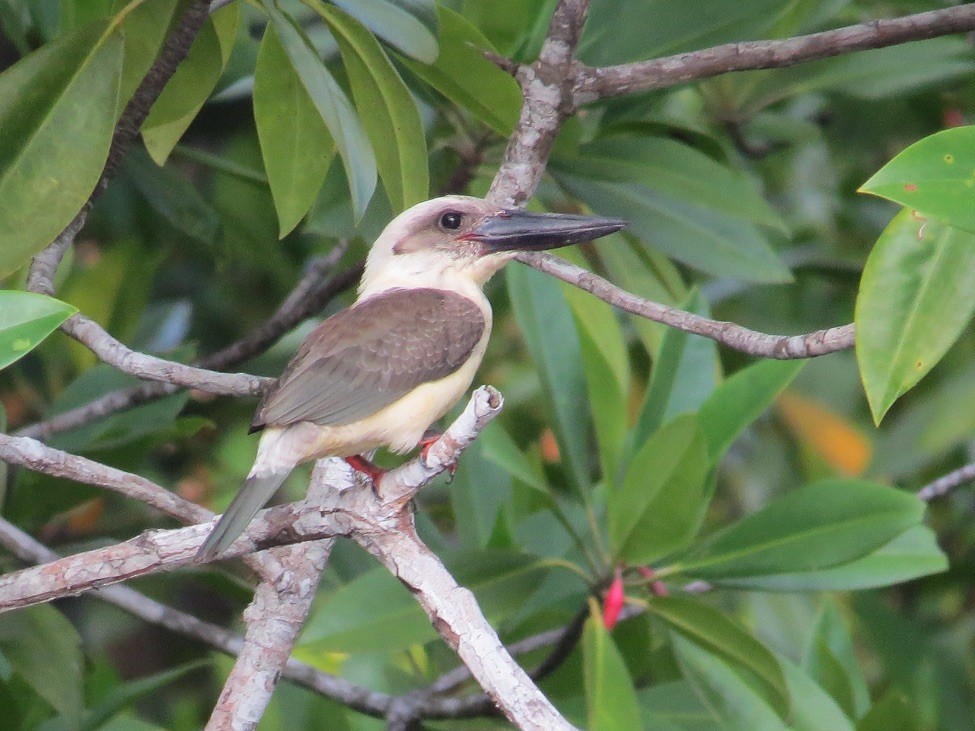 Great-billed Kingfisher - André Weiss