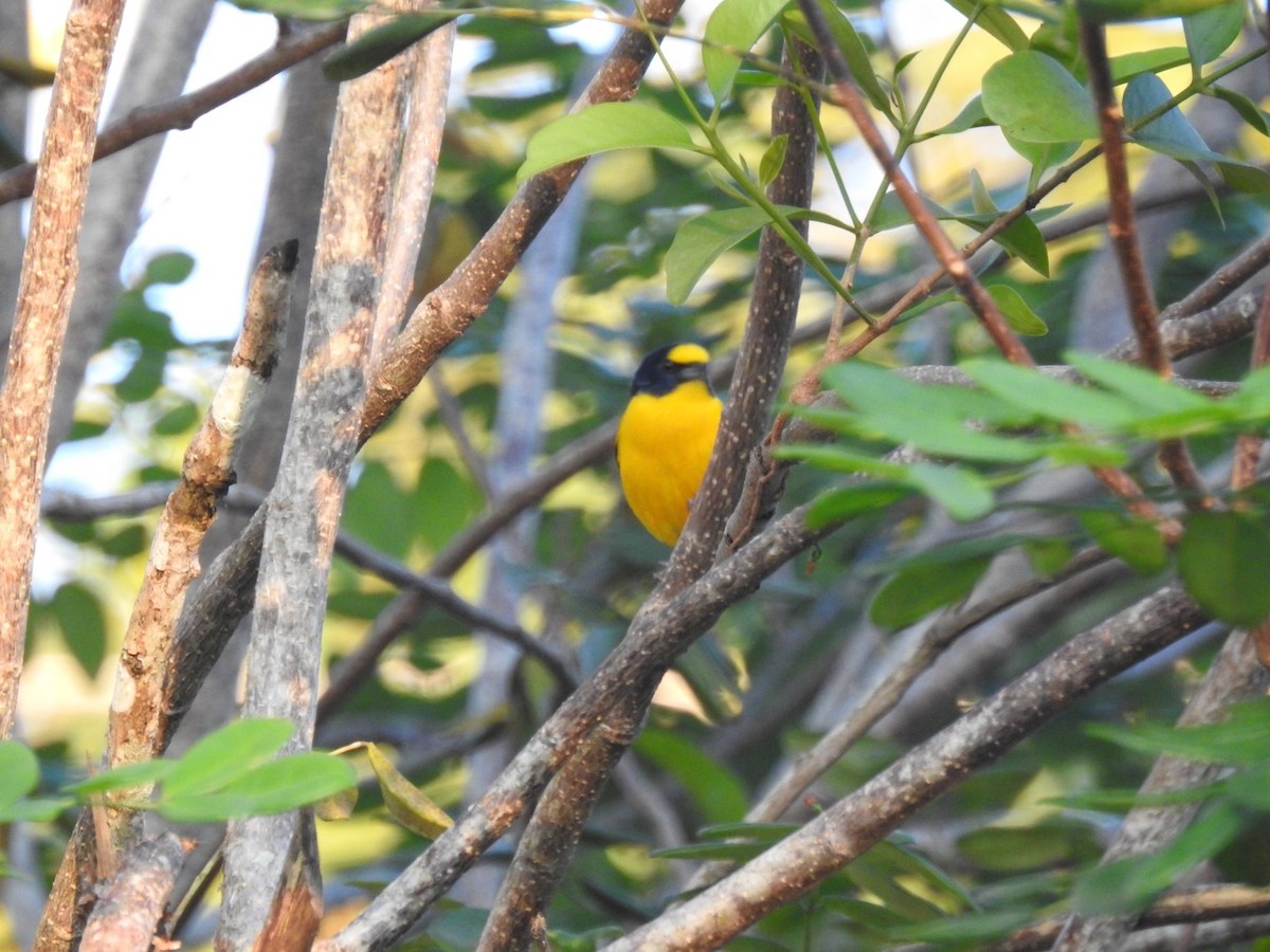 Yellow-throated Euphonia - Jane Crawford