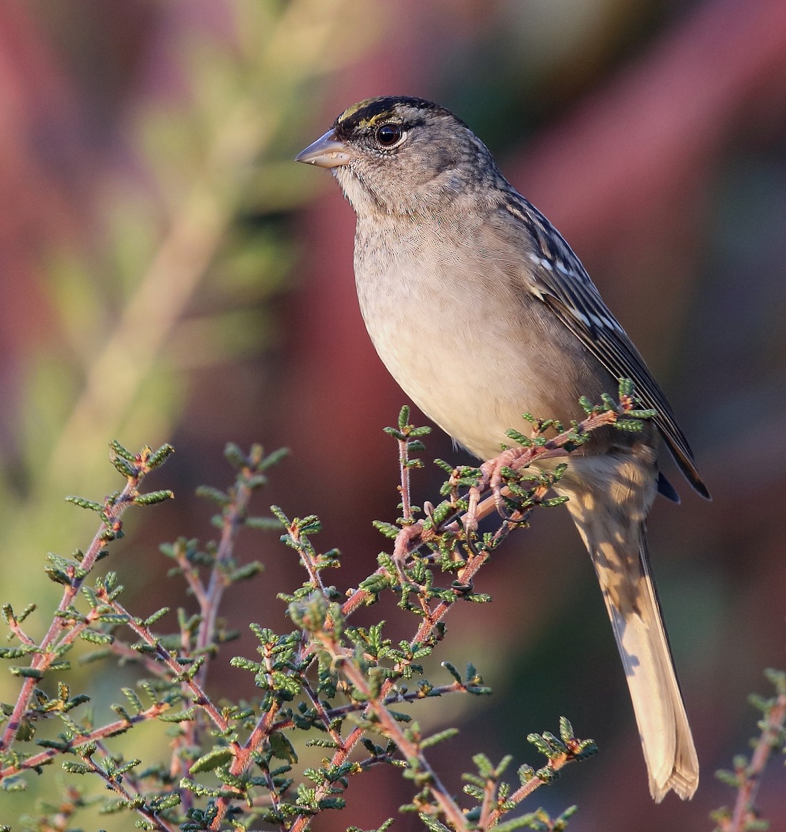 Golden-crowned Sparrow - Kent Leland