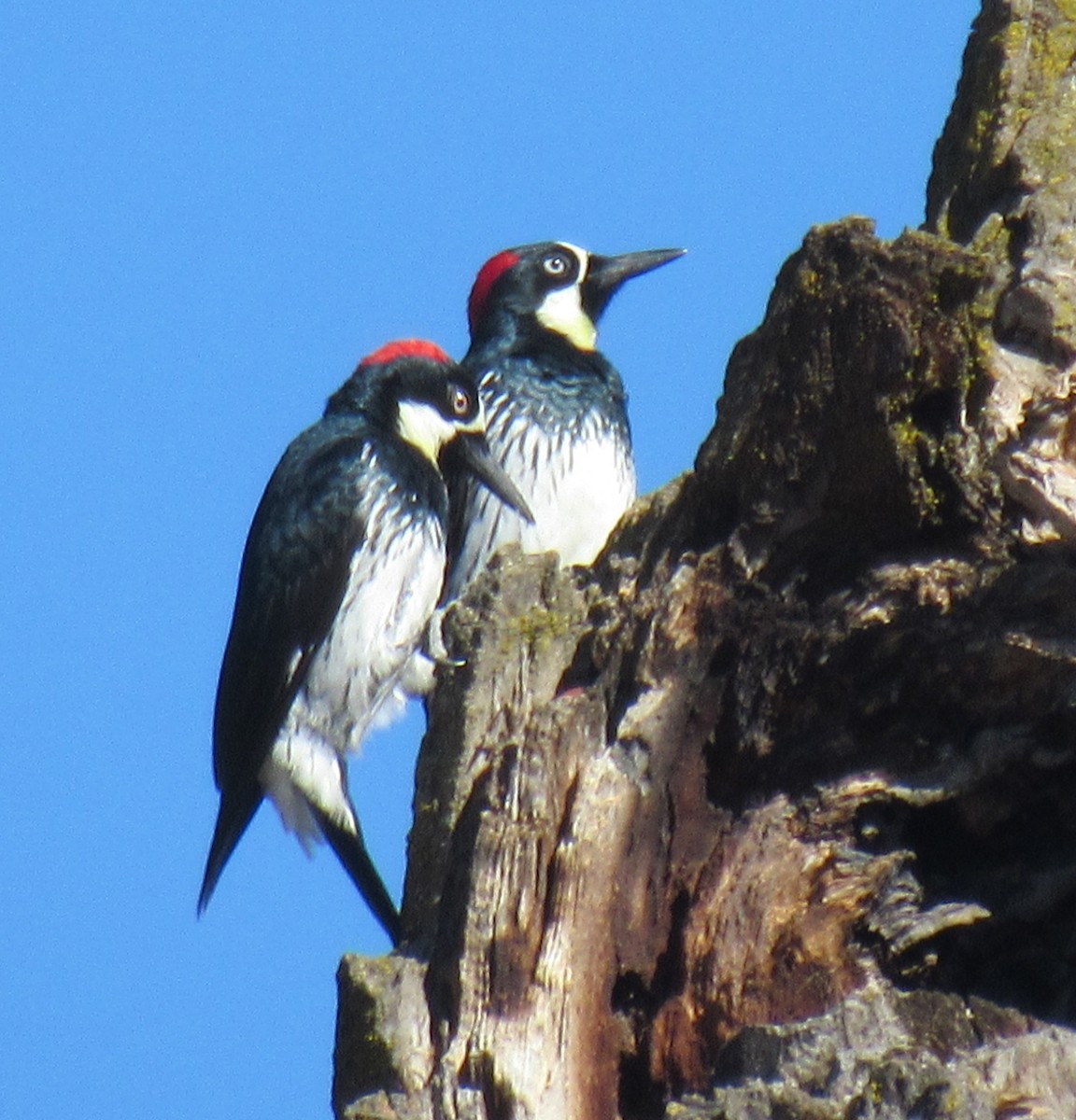 Acorn Woodpecker - ML74672321