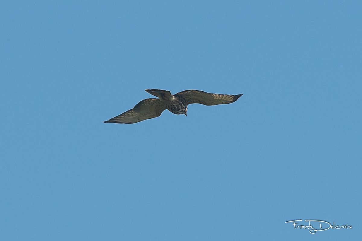 Broad-winged Hawk - Frantz Delcroix (Duzont)