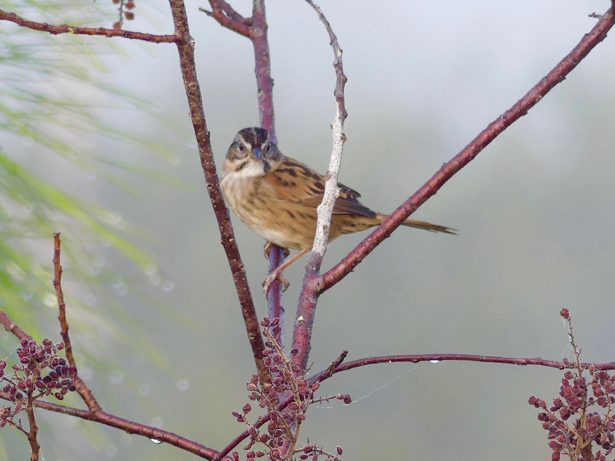 Swamp Sparrow - Cindy Olson
