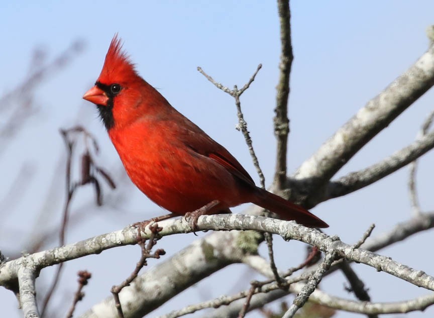 Northern Cardinal - Mark Dennis