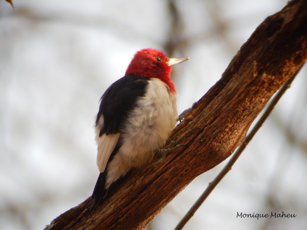 Red-headed Woodpecker - Monique Maheu