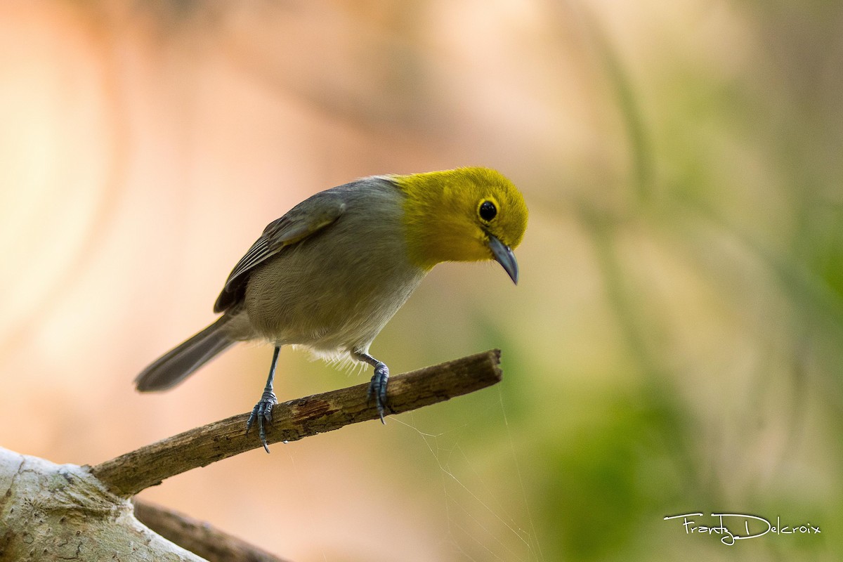 Yellow-headed Warbler - Frantz Delcroix (Duzont)