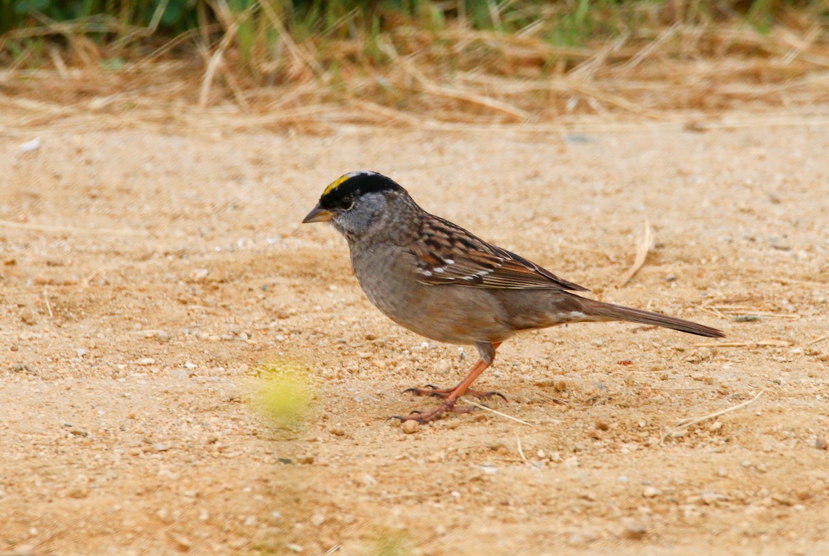 Golden-crowned Sparrow - ML74680081