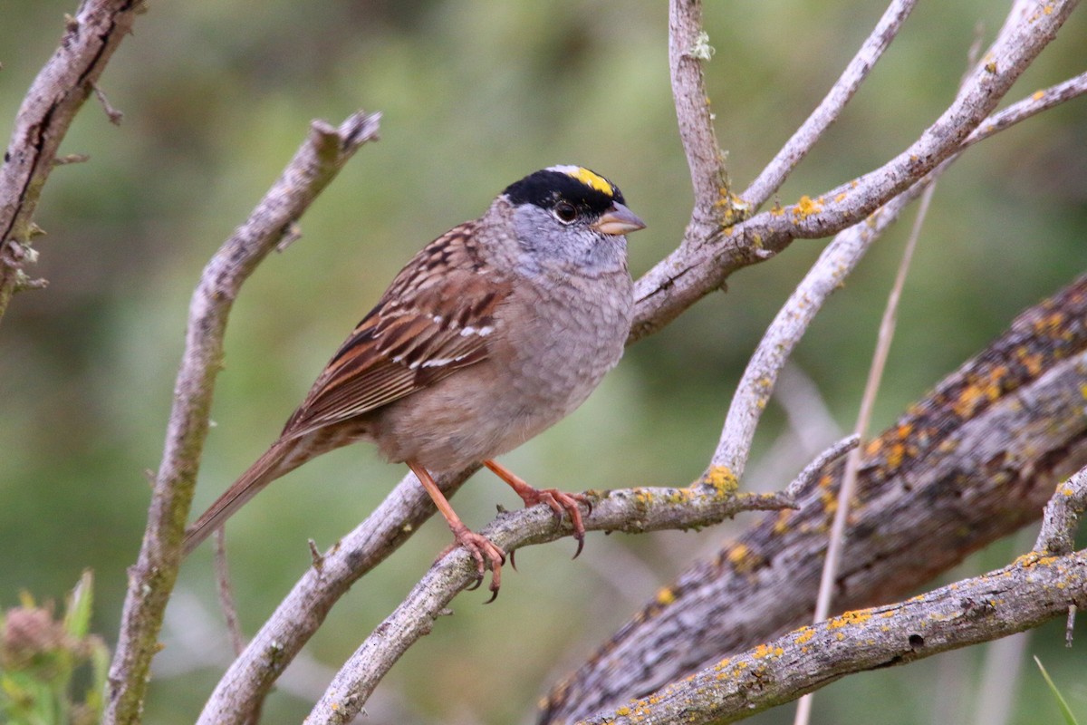 Golden-crowned Sparrow - ML74680121