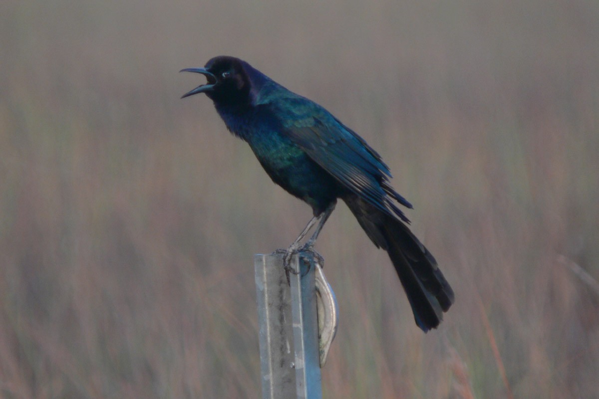 Boat-tailed Grackle - ML74680571