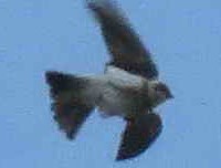 Bank Swallow - Lista de aves de Costanera Sur
