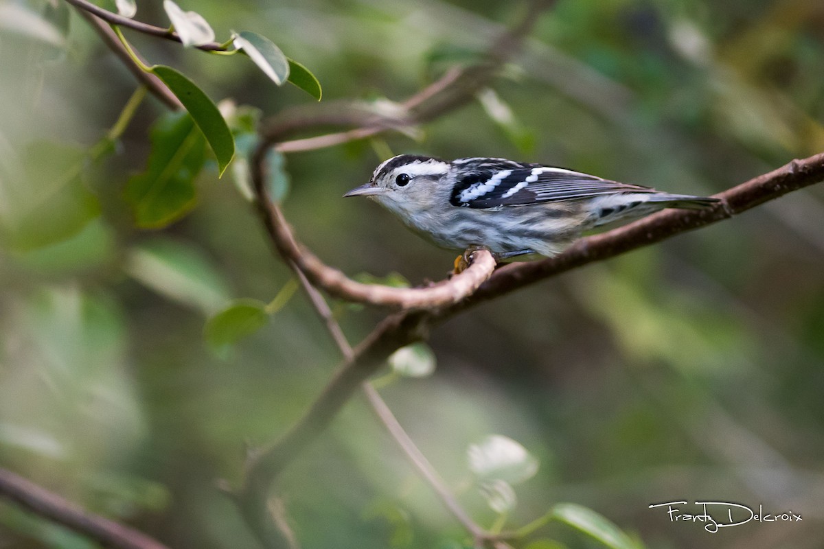 Black-and-white Warbler - ML74683321