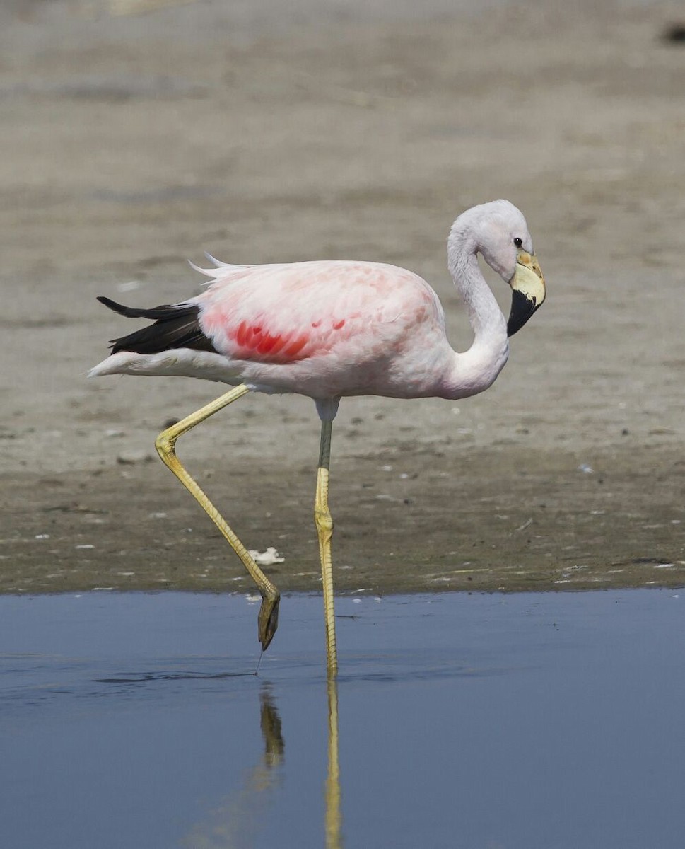 Andean Flamingo - Charly Moreno Taucare