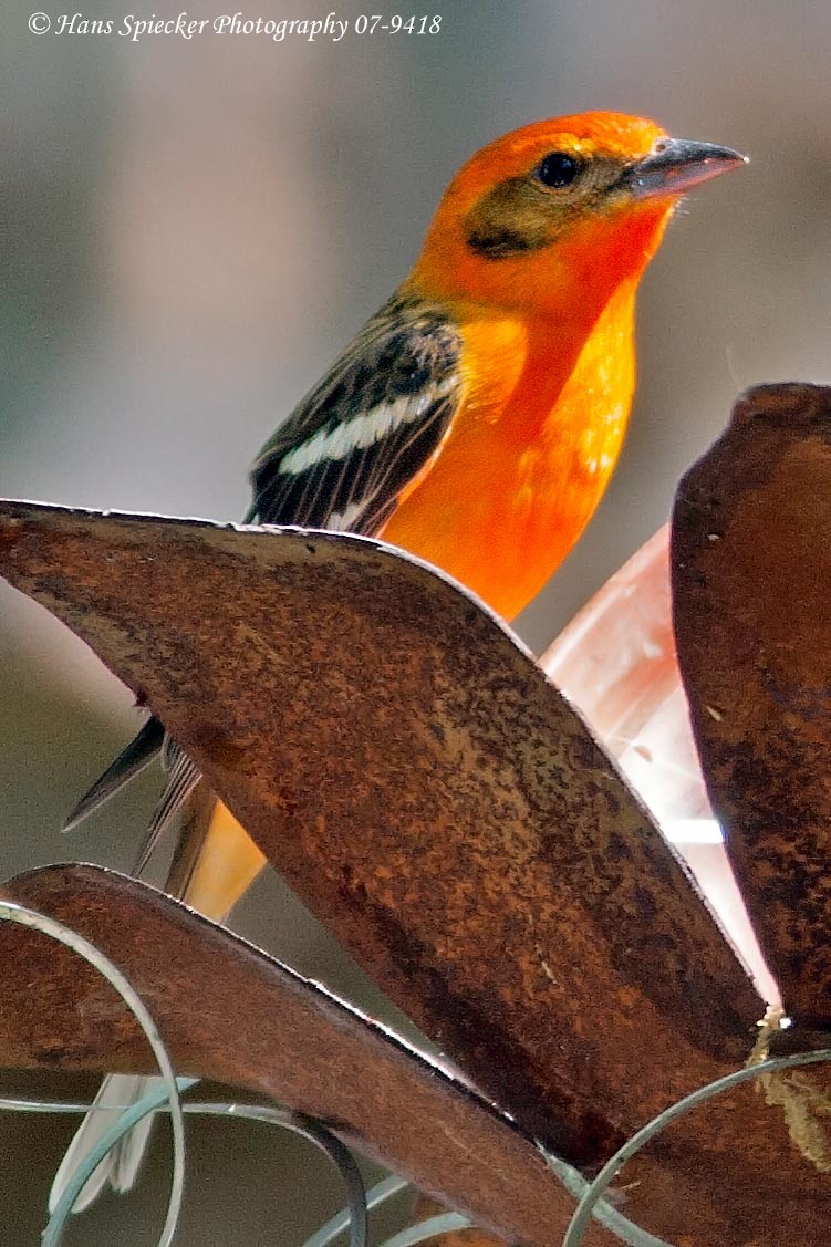 Flame-colored Tanager - Hans Spiecker