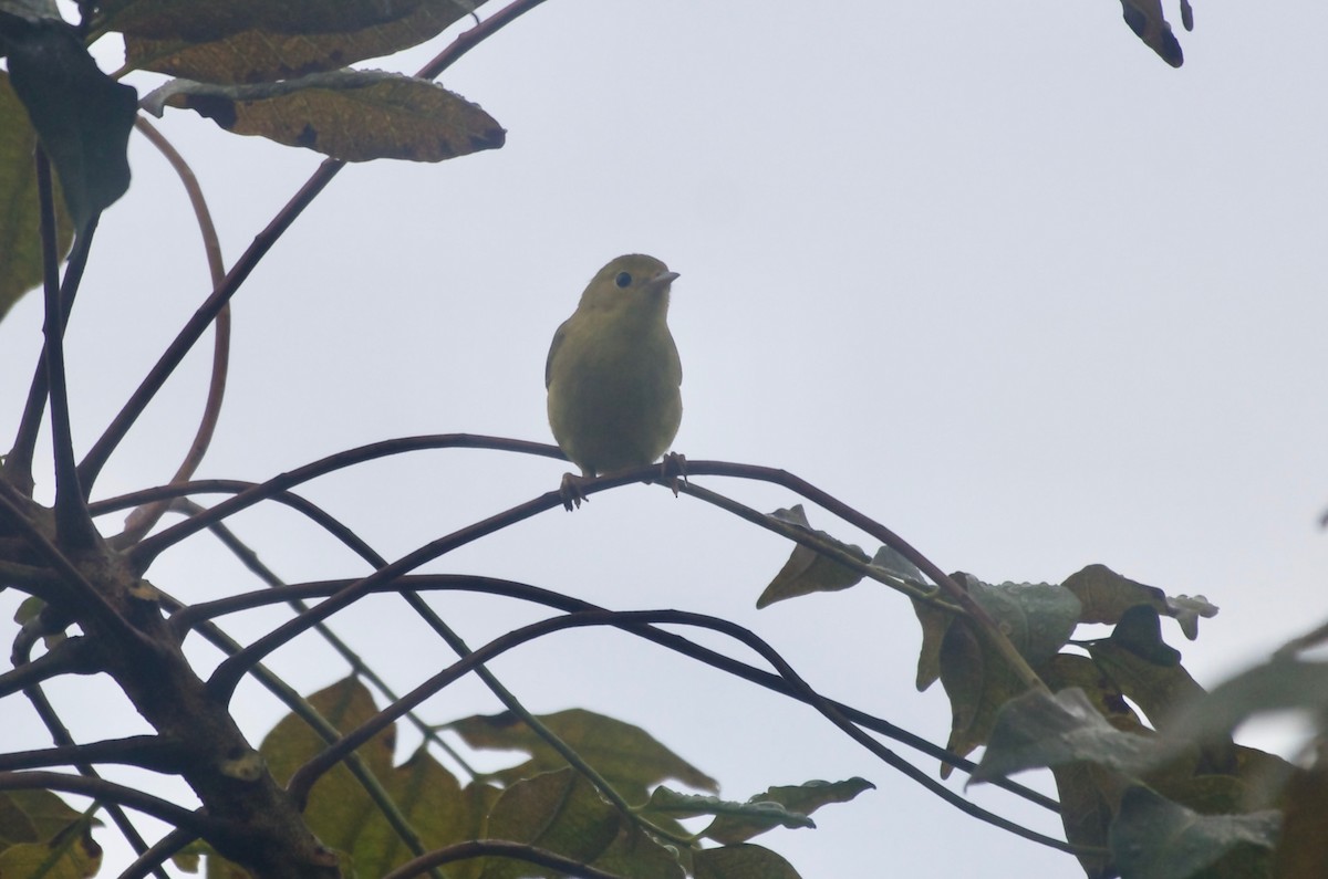 Yellow Warbler (Northern) - ML74699451