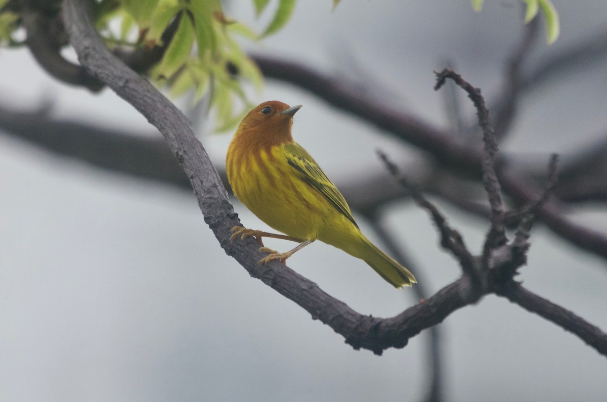 Yellow Warbler (Mangrove) - ML74699551