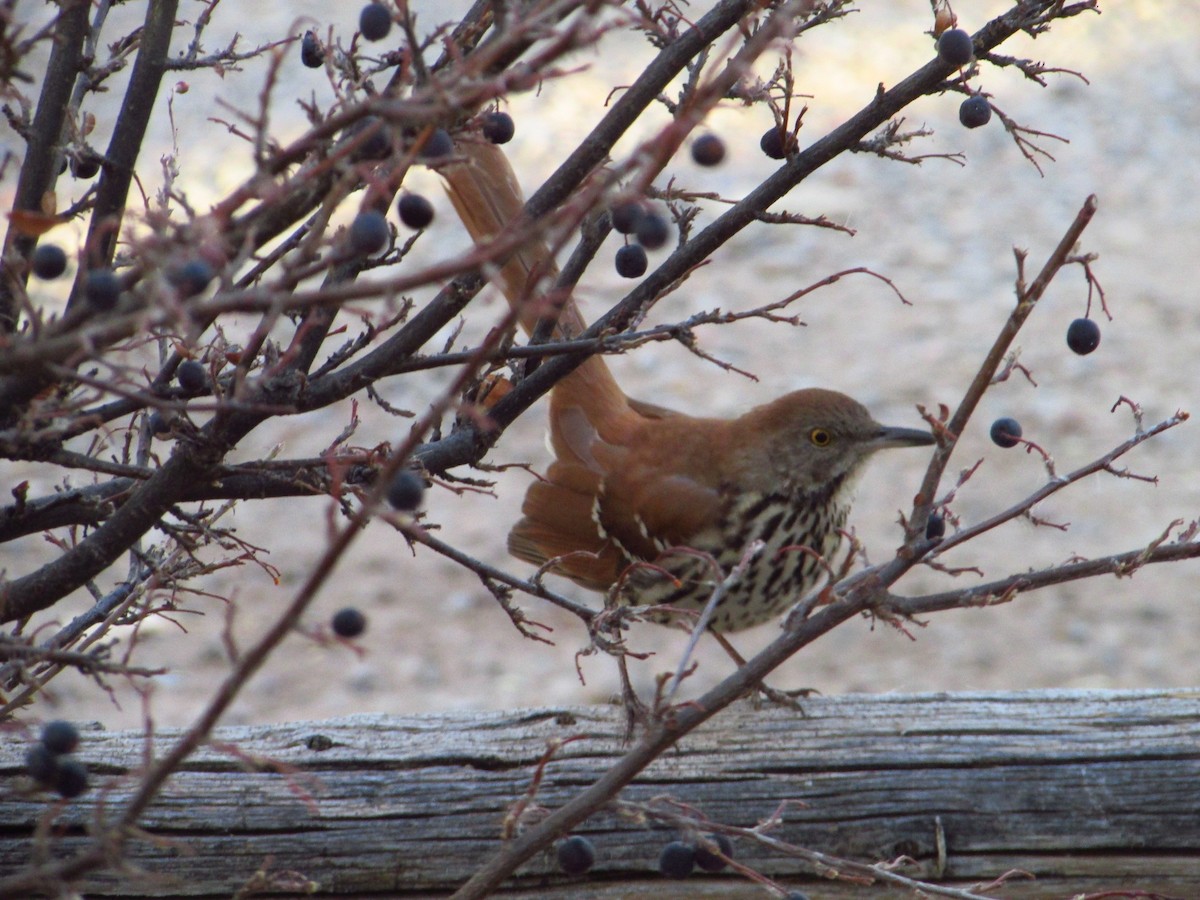Brown Thrasher - Heather Campbell