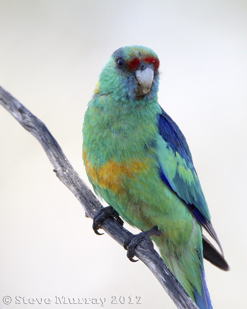 Воротничковый попугай (barnardi) - ML74707601