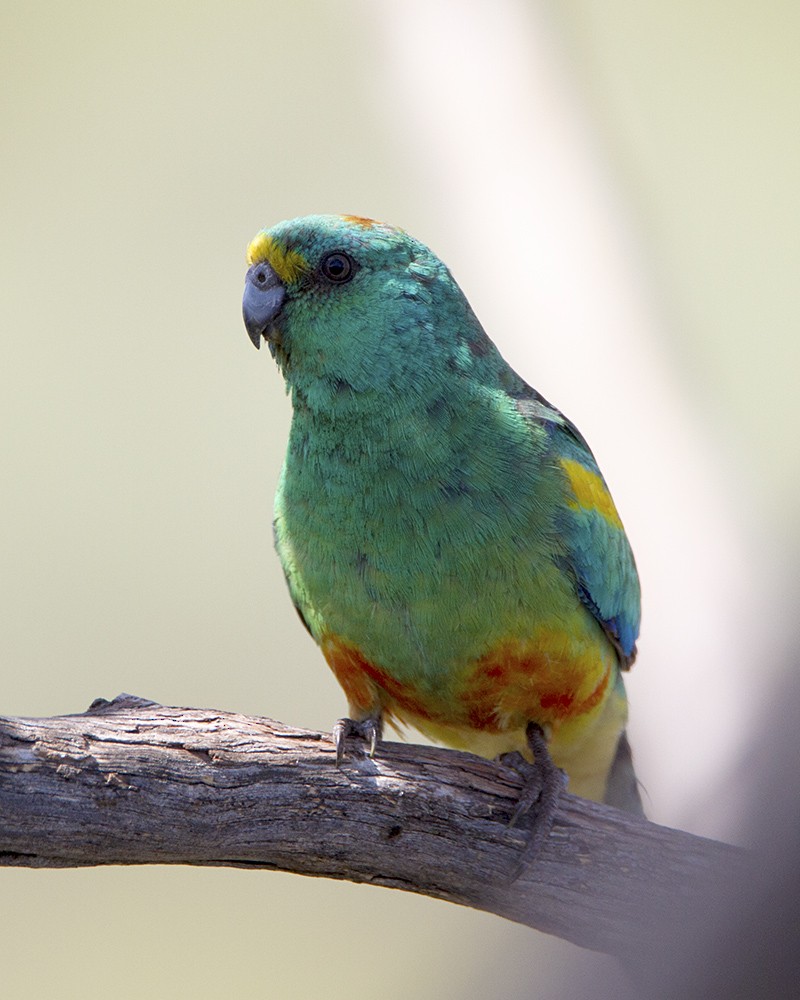 Разноцветный попугайчик - ML74707641