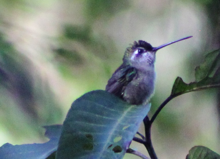 Rivoli's Hummingbird - Mario Trejo