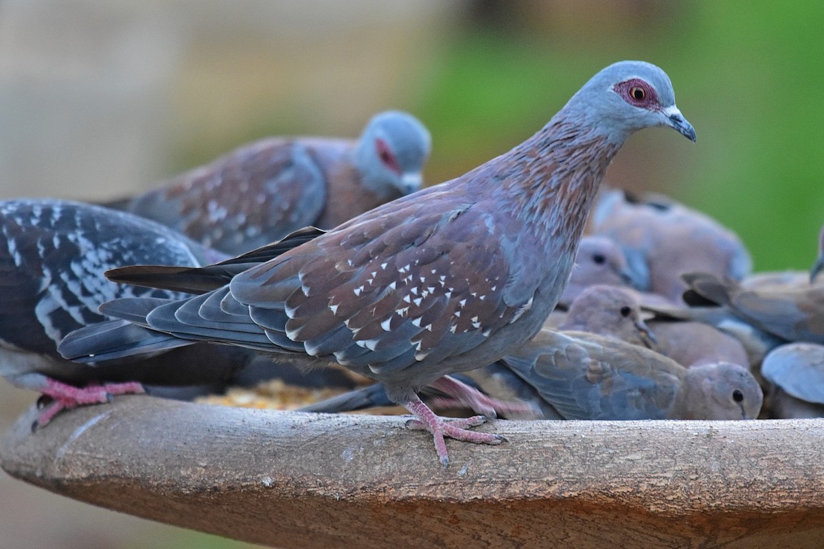 Speckled Pigeon - ML74715621
