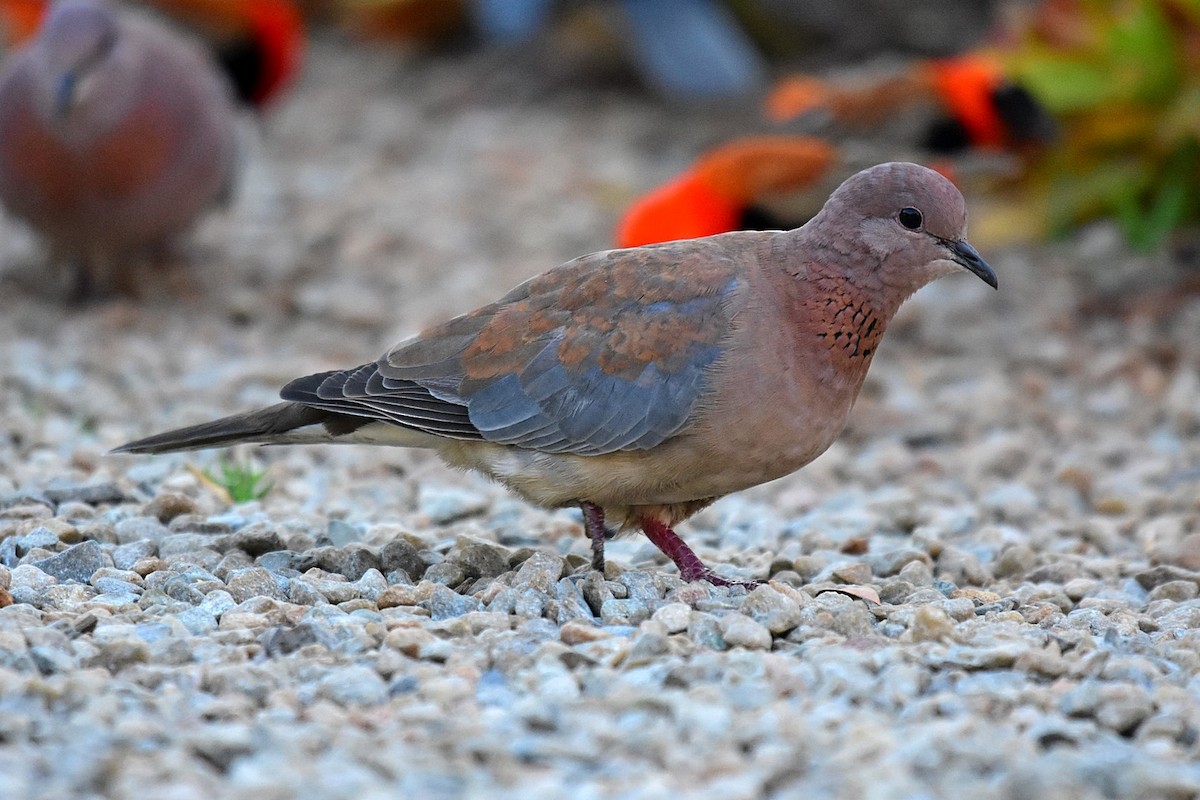 Laughing Dove - ML74715731
