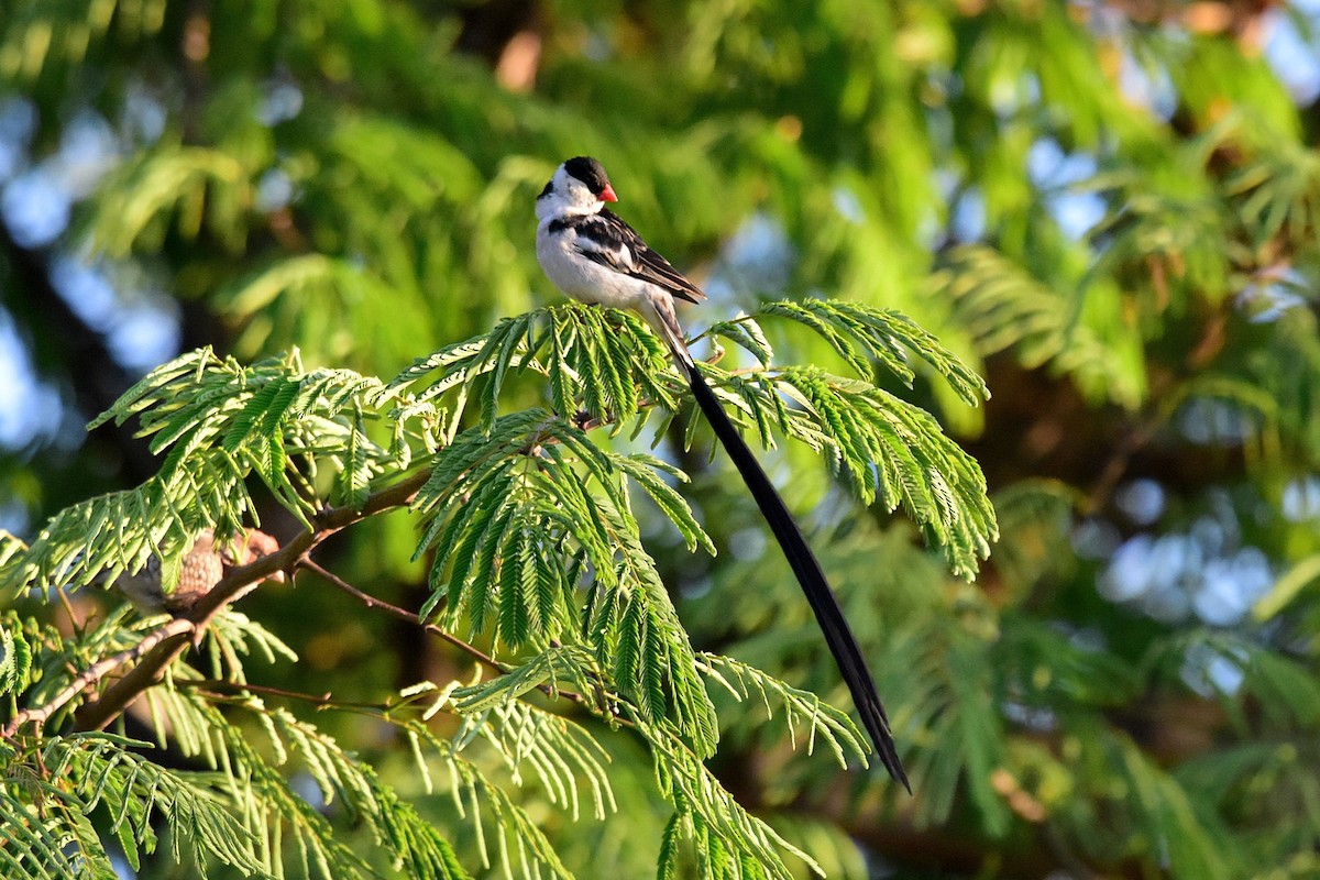 Pin-tailed Whydah - ML74715791
