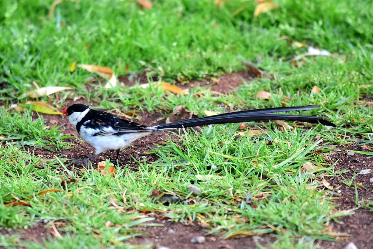 Pin-tailed Whydah - ML74715801