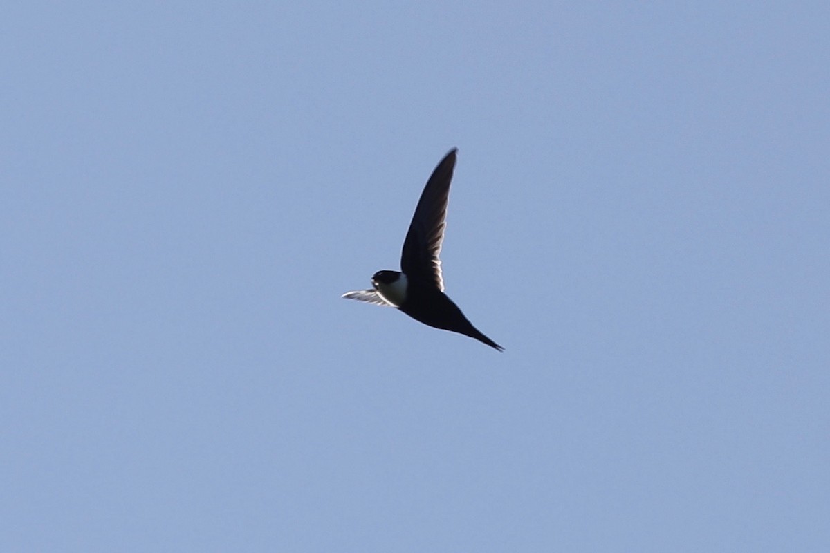 Lesser Swallow-tailed Swift - Cameron  Boyd