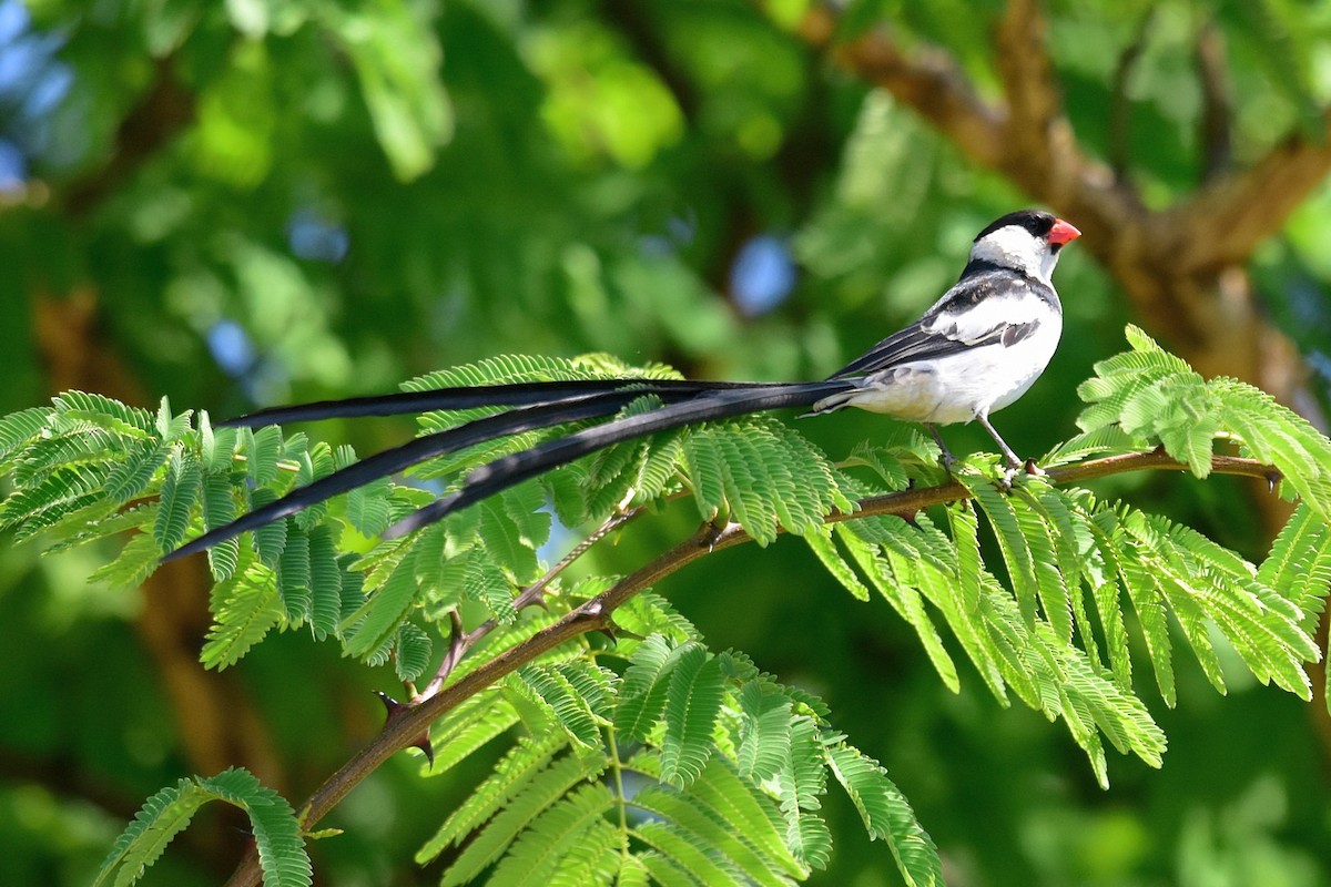 Pin-tailed Whydah - ML74722871