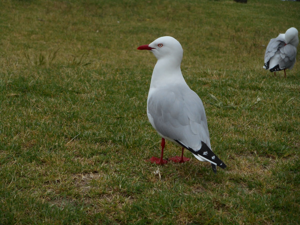 Silver Gull (Red-billed) - ML74723891