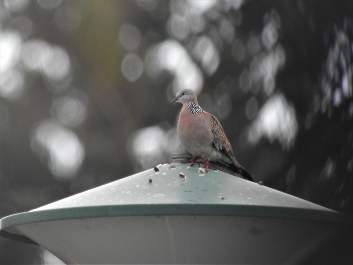 Spotted Dove - ML74723941