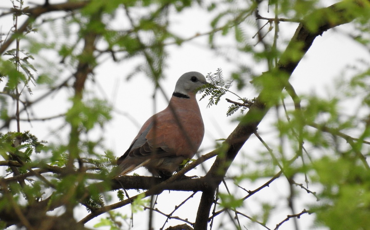Red Collared-Dove - ML74724131