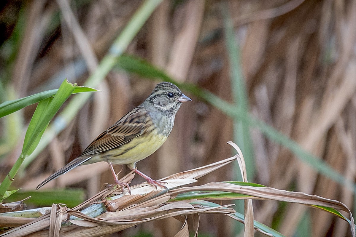 Black-faced/Masked Bunting - ML74725511