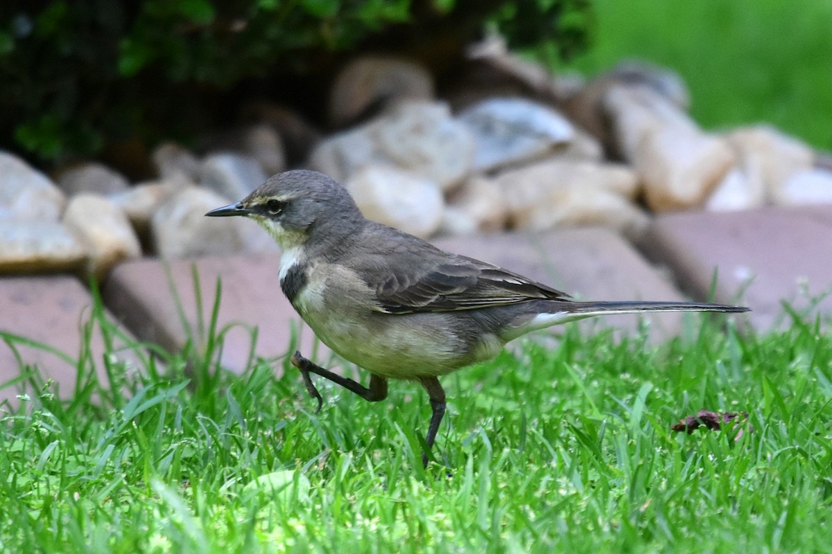 Cape Wagtail - ML74725691
