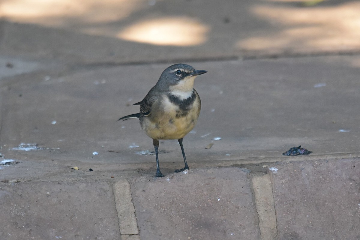 Cape Wagtail - ML74725711