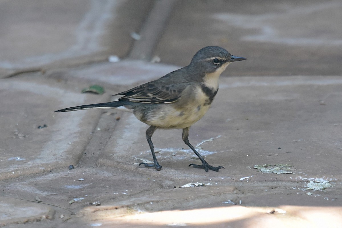 Cape Wagtail - ML74725771