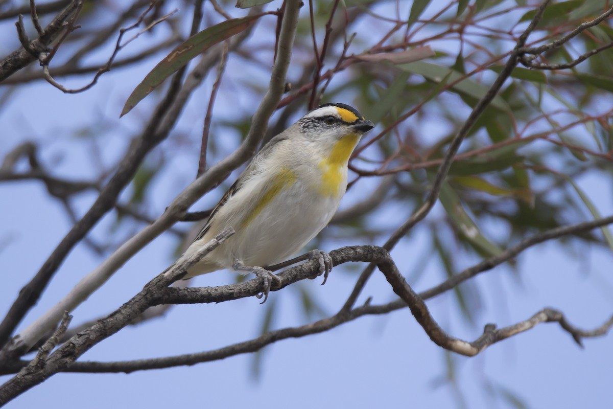 Striated Pardalote - John Cantwell