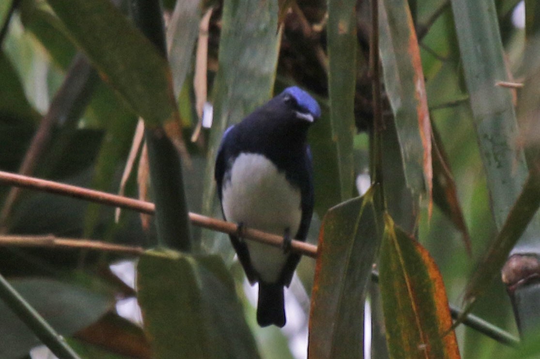 Blue-and-white Flycatcher - ML74726091