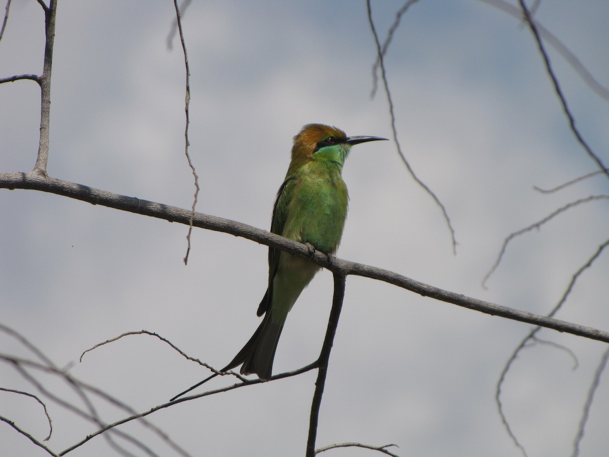Asian Green Bee-eater - ML74726891