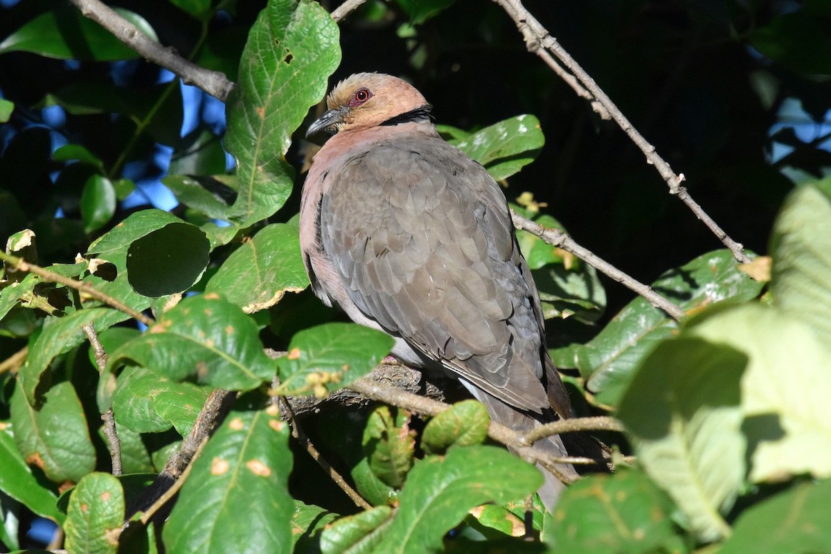 Red-eyed Dove - ML74727451