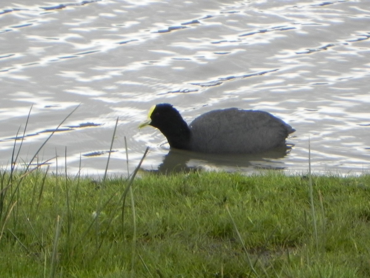 White-winged Coot - ML74731001